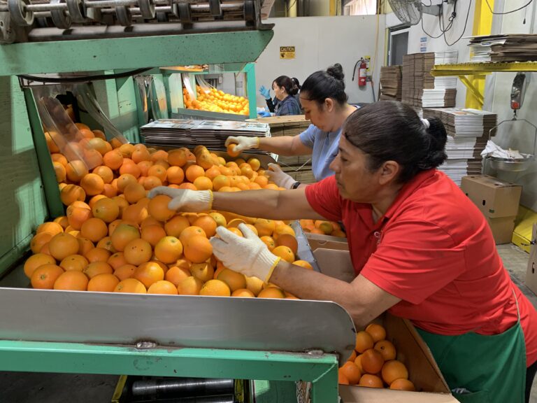 Workers Sorting Oranges